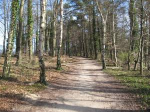 ausflugsziele-sehenswertes-insel-usedom-buchenwald-koserow